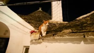 夜のアルベロベッロのモンティ地区のトゥルリの上にいた猫