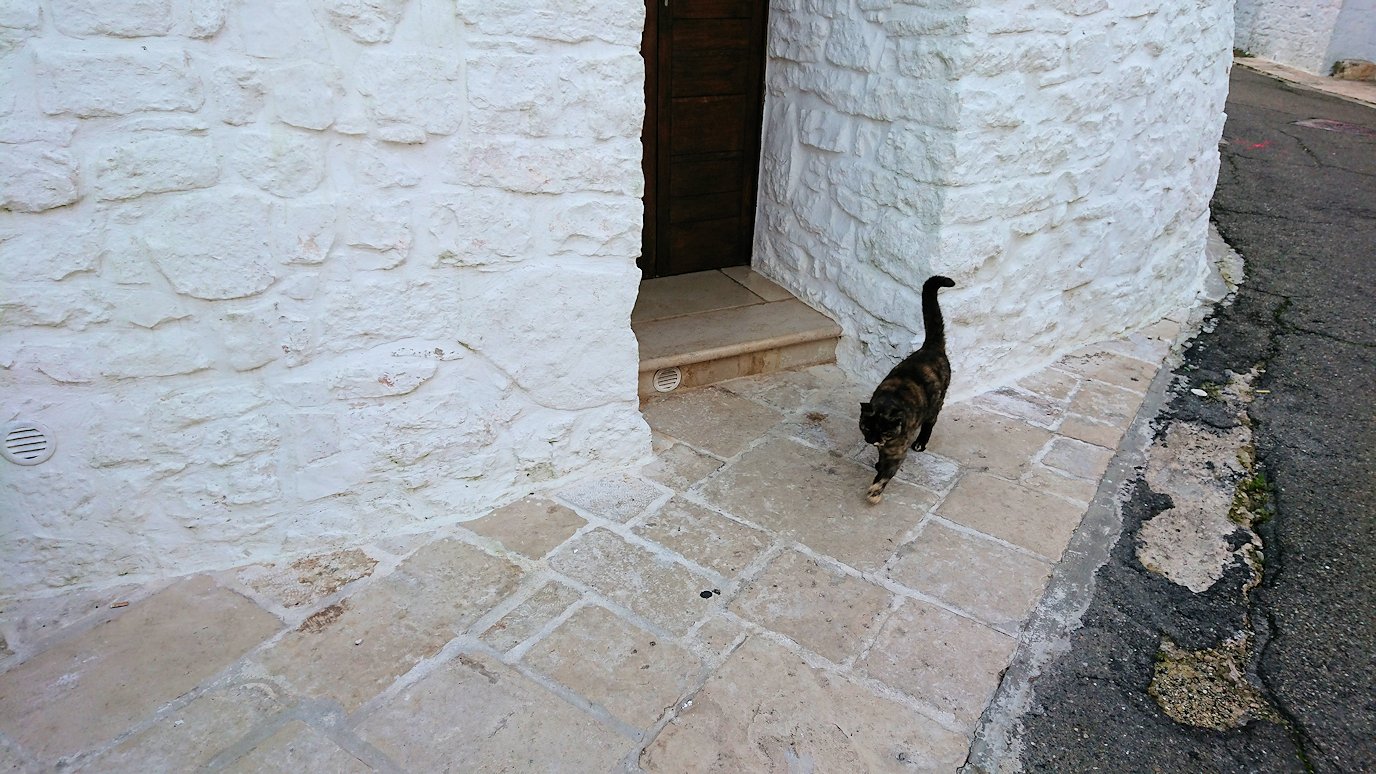 朝のアルベロベッロで見かけた人懐っこい猫2