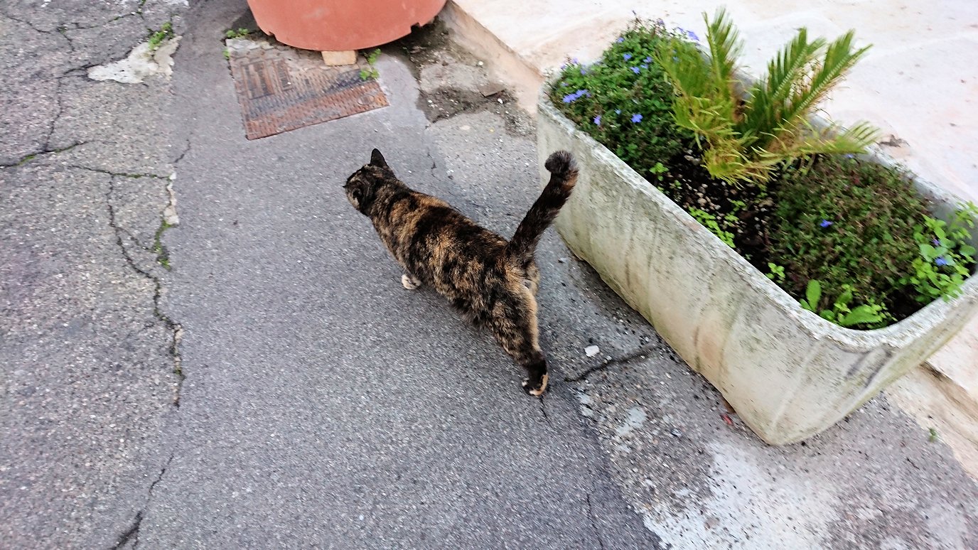 朝のアルベロベッロで見かけた人懐っこい猫5