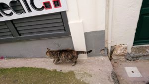 カプリ島のウンベルト1世広場からレストランを目指して歩く途中に見た猫