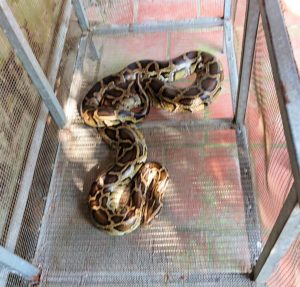 メコン川クルーズの島で蛇の首巻を体験用の大蛇
