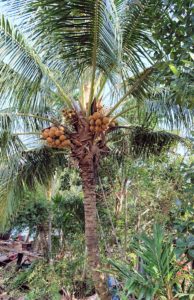 メコン川クルーズの島のフルーツの木々