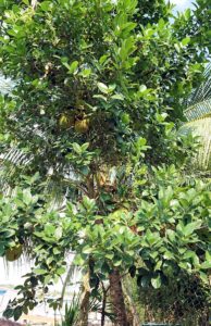メコン川クルーズの島のフルーツの木々4