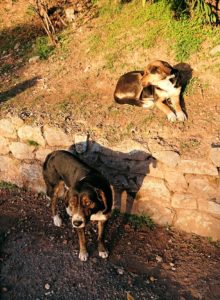 デルフィ遺跡前に居座っているイヌたち2