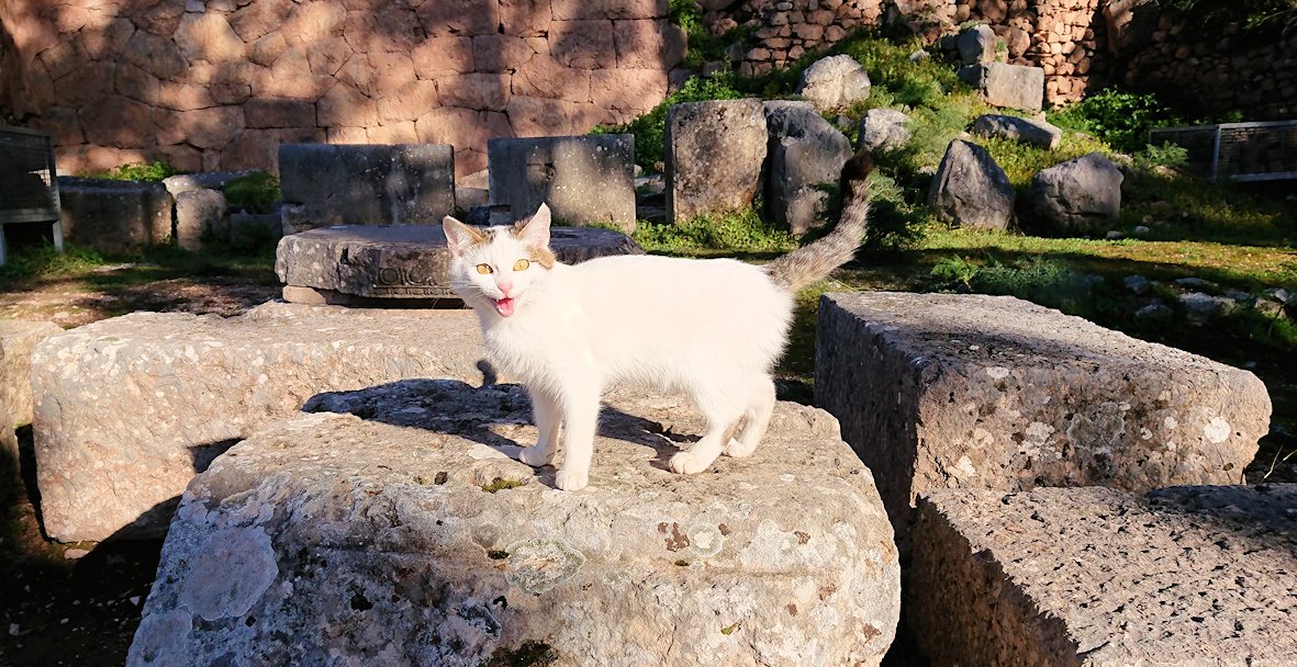 デルフィ遺跡に入る前に現地ネコからの挨拶もあります