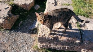 デルフィ遺跡でアポロ神殿から昇る途中に見かけた猫3