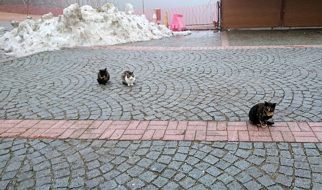 メテオラ地方のアギオス・ニコラオス修道院の入口付近で出迎える猫達