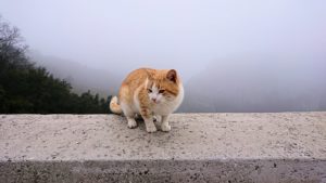 メテオラ地方で移動中に写真スポットに居た猫