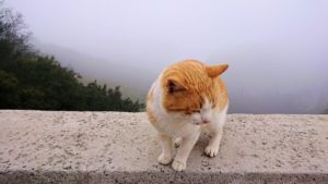 メテオラ地方で移動中に写真スポットに居た猫3