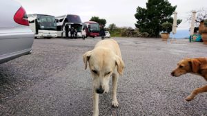 ミケーネ遺跡でお見送りしてくれるワンちゃん2