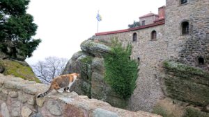 メテオラ地方でアギオス・ステファノス修道院を見守る猫