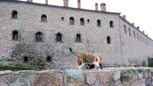 メテオラ地方でアギオス・ステファノス修道院を見守る猫3