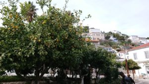 エーゲ海のイドラ島のオシャレな街で売っていた果物5