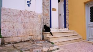 エーゲ海のイドラ島のオシャレな街で見かけた猫ちゃん2