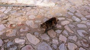 エーゲ海のイドラ島のオシャレな街で見かけた猫ちゃん3