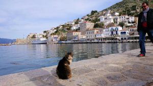 エーゲ海のイドラ島のオシャレな街で港近くでただずむ猫ちゃん