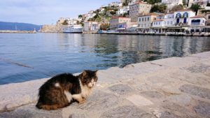 エーゲ海のイドラ島のオシャレな街で港近くでただずむ猫ちゃん2