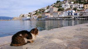 エーゲ海のイドラ島のオシャレな街で港近くでただずむ猫ちゃん3