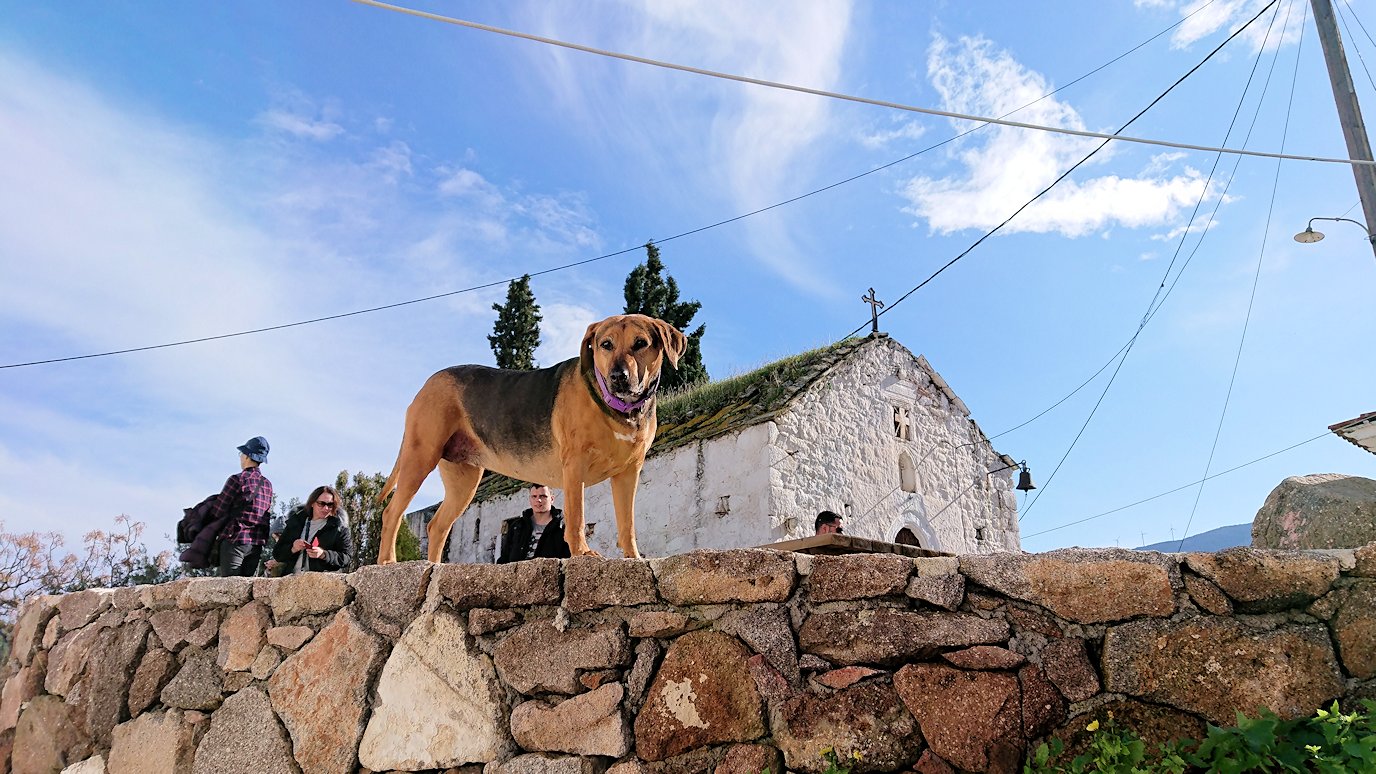 ギリシャのポロス島で教会をバックにして立つ犬