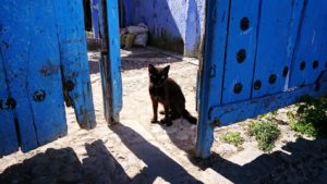 青い街シャウエンで見つけた黒猫2
