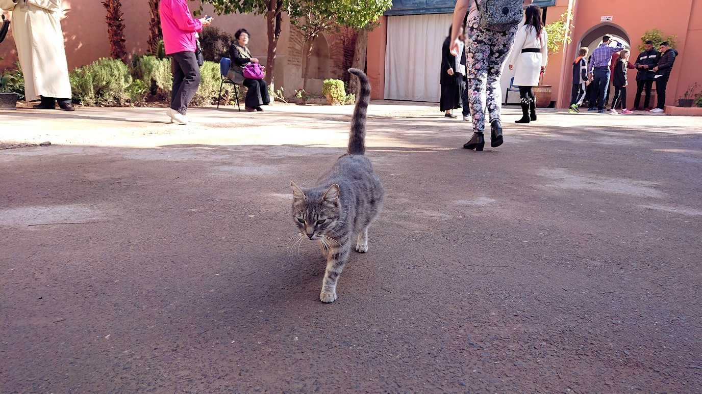 モロッコのマラケシュでバヒア宮殿の周辺で猫と遊ぶ1