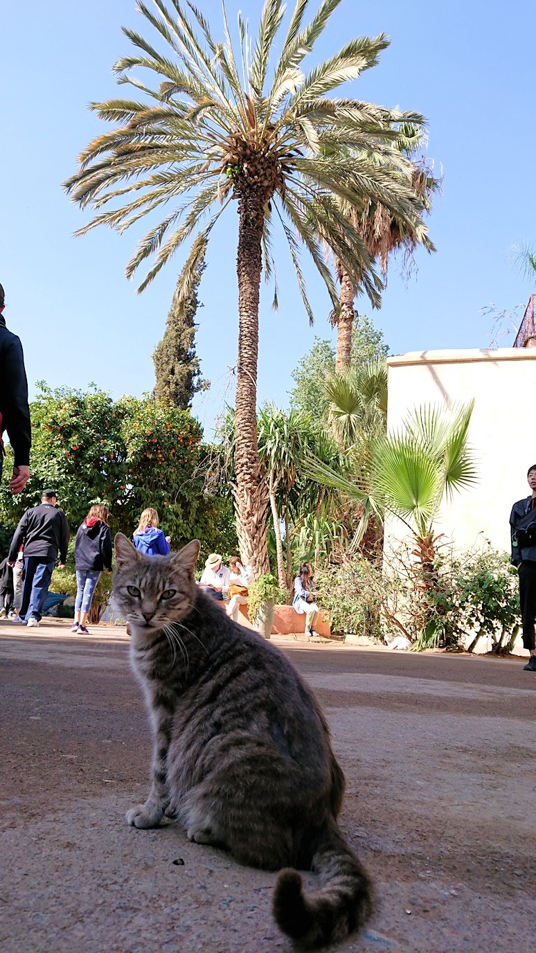 モロッコのマラケシュでバヒア宮殿の周辺で猫と遊ぶ5