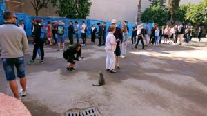 モロッコのマラケシュでバヒア宮殿の周辺で猫と遊ぶ6
