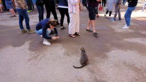 モロッコのマラケシュでバヒア宮殿の周辺で猫と遊ぶ8