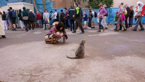 モロッコのマラケシュでバヒア宮殿の周辺で猫と遊ぶ9