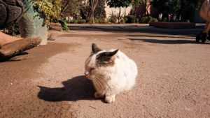 モロッコのマラケシュでバヒア宮殿の周辺で猫の撮影に夢中3