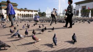 カサブランカのムハンマド5世広場で沢山の鳩と遭遇