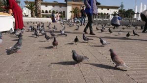カサブランカのムハンマド5世広場で沢山の鳩と遭遇2