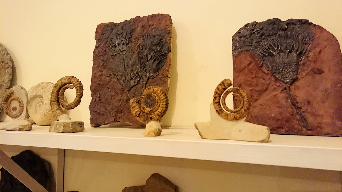 モロッコのエルフードで化石のお土産物屋さんの化石4