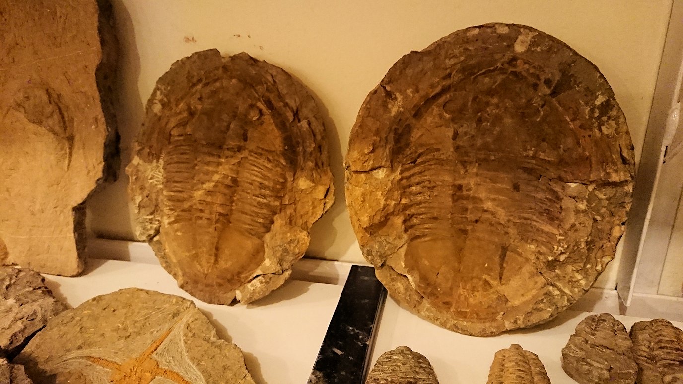 モロッコのエルフードで化石のお土産物屋さんの化石5