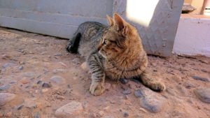 モロッコのエルフードで化石のお土産物屋さんの猫ちゃん