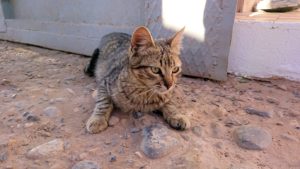 モロッコのエルフードで化石のお土産物屋さんの猫ちゃん1