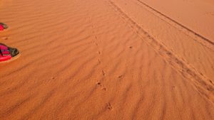 モロッコでサハラ砂漠の朝日鑑賞を終えて戻ります2