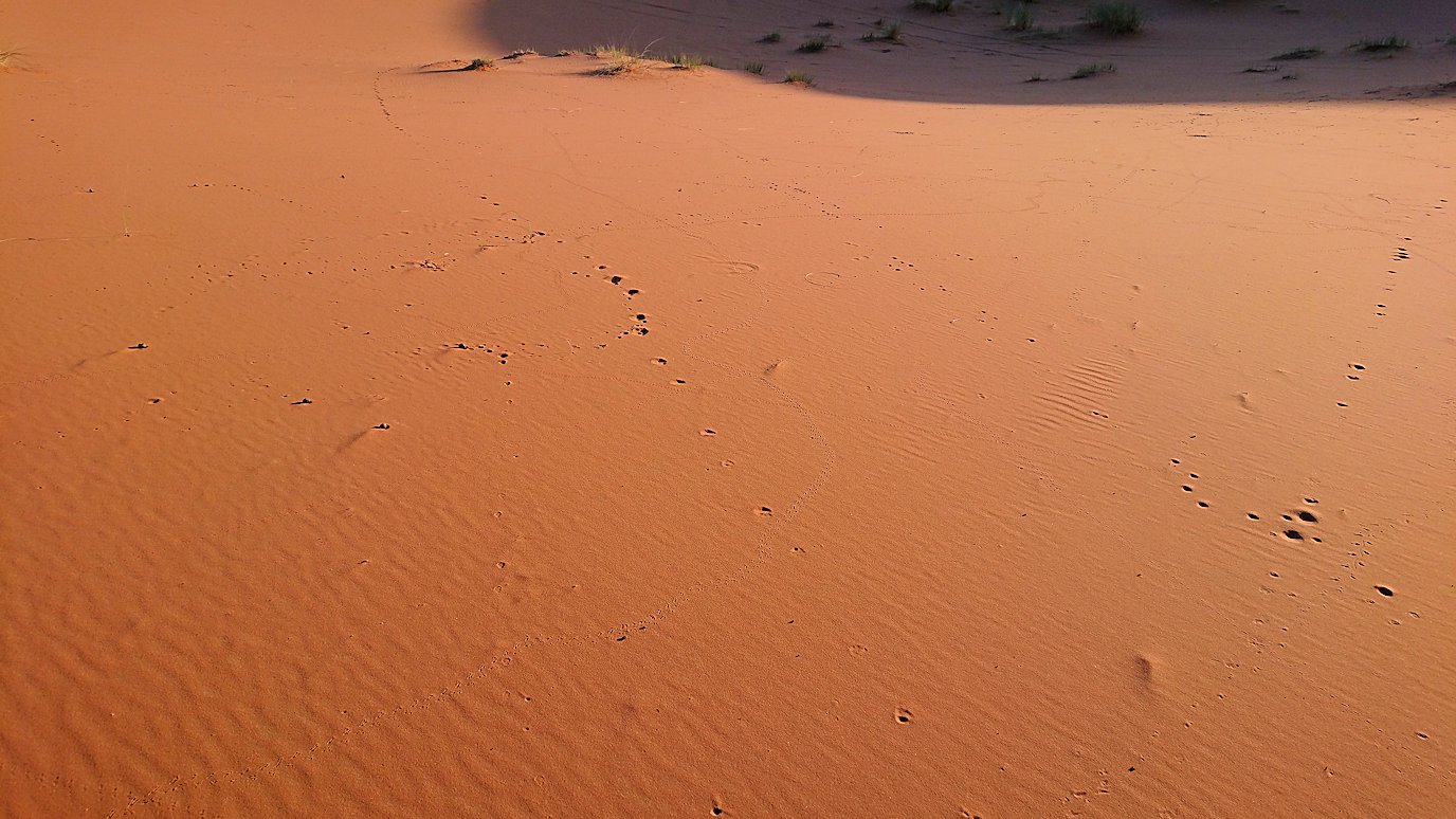 モロッコでサハラ砂漠の朝日鑑賞を終えて戻ります3