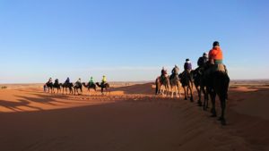 モロッコでサハラ砂漠でラクダに乗って帰るメンバーの写真