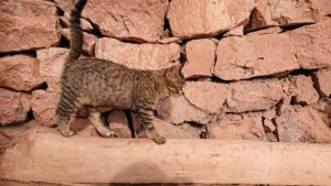モロッコのワルザザートのアイト・ベン・ハッドゥの猫ちゃん