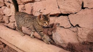 モロッコのワルザザートのアイト・ベン・ハッドゥの猫ちゃん1