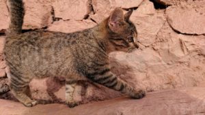 モロッコのワルザザートのアイト・ベン・ハッドゥの猫ちゃん2
