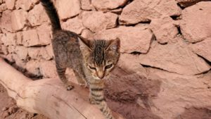 モロッコのワルザザートのアイト・ベン・ハッドゥの猫ちゃん3