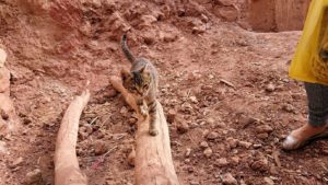 モロッコのワルザザートのアイト・ベン・ハッドゥの猫ちゃんの様子