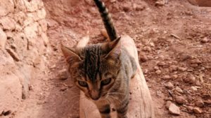 モロッコのワルザザートのアイト・ベン・ハッドゥの猫ちゃんの様子2