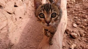 モロッコのワルザザートのアイト・ベン・ハッドゥの猫ちゃんの様子3