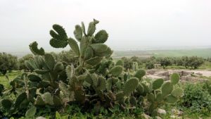 チュニジアのドゥッガ遺跡を満喫4