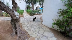 チュニジア：スースのホテルで朝日を楽しみにホテル内を散策4