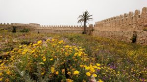 チュニジア：ケリビアの城塞跡内で咲き誇るのは？