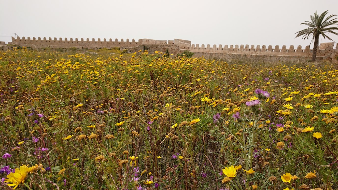 チュニジア：ケリビアの城塞跡内で咲き誇るのは？2